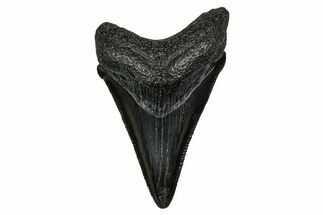 Serrated, Juvenile Megalodon Tooth - South Carolina #340754
