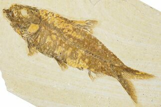 Detailed Fossil Fish (Knightia) - Wyoming #340777