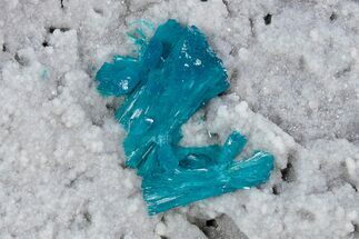 Vibrant Blue Cavansite Crystals on Sparkling Stilbite - India #340990