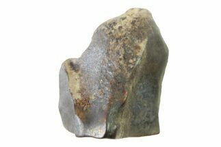 Fossil Dinosaur (Triceratops) Shed Tooth - Montana #339797