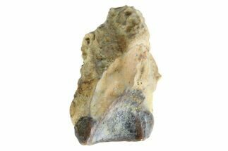 Fossil Dinosaur (Triceratops) Shed Tooth - Montana #339812