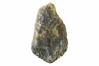 Fossil Dinosaur (Triceratops) Tooth - Montana #339817