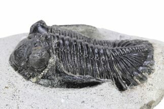 Bargain, Hollardops Trilobite Fossil - Ofaten, Morocco #340901