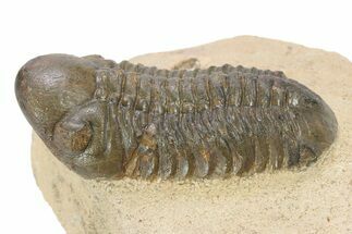 Bargain, Reedops Trilobite - Atchana, Morocco #340903