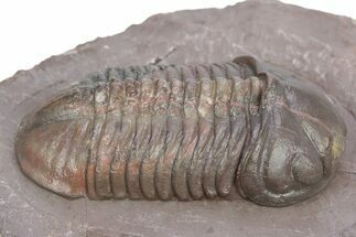 Top Quality Struveaspis Trilobite - Jorf, Morocco #341083