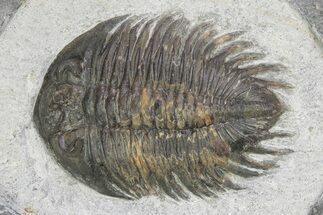 Rare Treveropyge Trilobite - Exceptional Specimen #341086