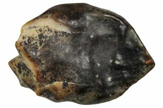 Fossil Nodosaurid (Denversaurus) Tooth - Montana #341025