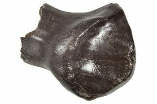 Fossil Nodosaurid (Denversaurus) Tooth - Montana #341034
