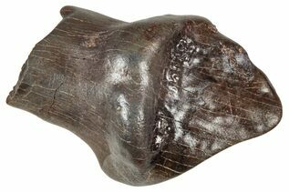 Ankylosaur & Nodosaur For Sale