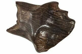 Fossil Nodosaurid (Denversaurus) Tooth - Montana #341037