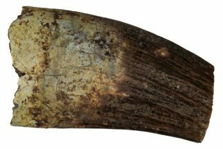 Fossil Raptor (Paronychodon?) Partial Tooth - Montana #341041