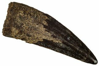 Fossil Raptor (Paronychodon?) Tooth - Montana #341044