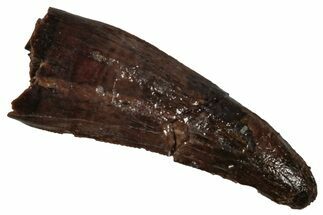 Serrated Theropod (Raptor) Tooth - Hell Creek Formation #341055