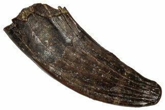 Fossil Raptor (Paronychodon?) Tooth - Montana #341066