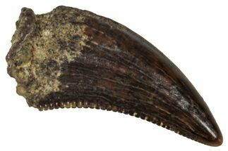 Serrated, Dromaeosaurid Theropod (Acheroraptor) Tooth - Montana #341077