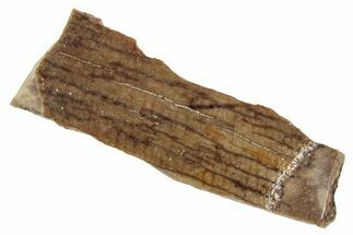 Fossil Tyrannosaur Tooth Fragment - Montana #341084