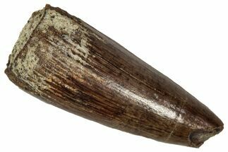 Cretaceous Fossil Crocodilian Tooth - Montana #341090