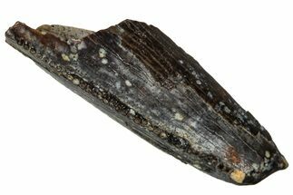 Fossil Tyrannosaur Tooth Fragment - Montana #341091