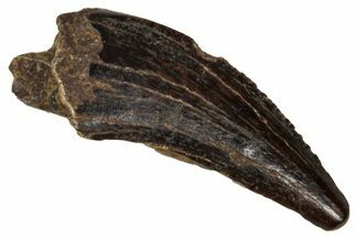 Partial Fossil Tyrannosaur Tooth - Montana #341094