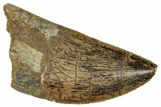 Serrated Carcharodontosaurus Tooth - Real Dinosaur Tooth #341102