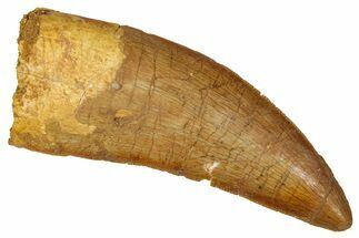 Serrated Carcharodontosaurus Tooth - Real Dinosaur Tooth #341107