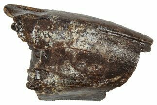 Partial Fossil Tyrannosaur Tooth - Montana #341109