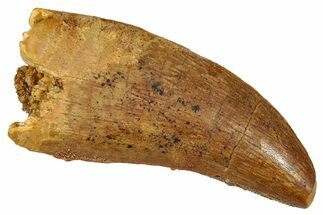 Serrated Carcharodontosaurus Tooth - Real Dinosaur Tooth #341118