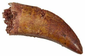 Bargain, Carcharodontosaurus Tooth - Real Dinosaur Tooth #341122