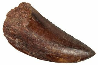 Bargain, Carcharodontosaurus Tooth - Real Dinosaur Tooth #341124
