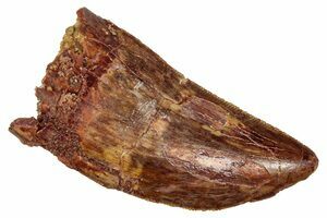 Killer Carcharodontosaurus Tooth (#357) For Sale - FossilEra.com