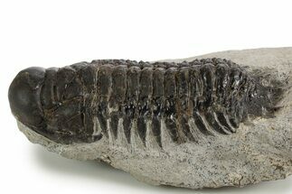 Bargain, Crotalocephalina Trilobite - Atchana, Morocco #340890