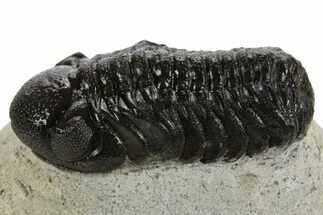 Detailed Austerops Trilobite - Ofaten, Morocco #340910