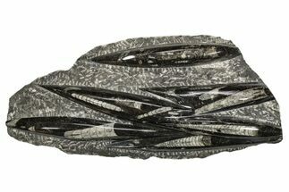 Polished Fossil Orthoceras (Cephalopod) Plate - Morocco #341169