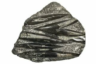 Polished Fossil Orthoceras (Cephalopod) Plate - Morocco #341172