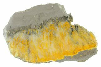 Polished Bumblebee Jasper Slab - Indonesia #338305