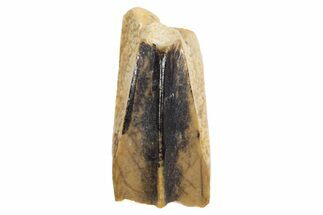 Fossil Hadrosaur (Edmontosaurus) Partial Tooth - Montana #340916