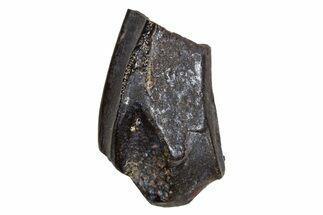 Fossil Hadrosaur (Edmontosaurus) Partial Tooth - Montana #340917