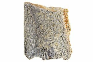 Fossil Hadrosaur (Edmontosaurus) Partial Tooth - Montana #340941