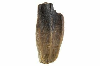 Fossil Juvenile Hadrosaur (Edmontosaurus) Tooth - Montana #340946