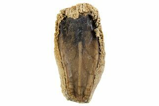Fossil Hadrosaur (Edmontosaurus) Tooth - Montana #340950