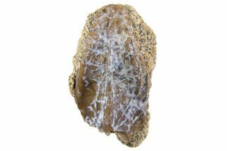 Fossil Hadrosaur (Edmontosaurus) Tooth - Montana #340951