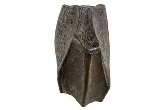 Large Fossil Hadrosaur (Edmontosaurus) Tooth - Montana #340956