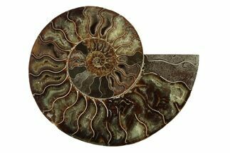 Cut & Polished Ammonite Fossil (Half) - Madagascar #341203
