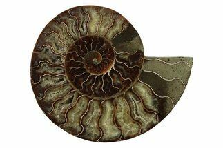 Cut & Polished Ammonite Fossil (Half) - Madagascar #341204