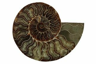 Cut & Polished Ammonite Fossil (Half) - Madagascar #341212