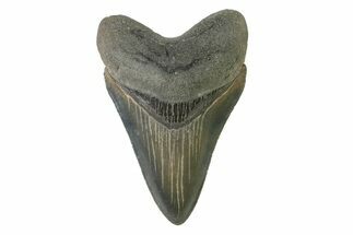 Serrated, Colorful, Fossil Megalodon Tooth - Georgia #338762