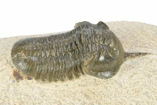 Bargain, Morocconites Trilobite Fossil - Ofaten, Morocco #340931