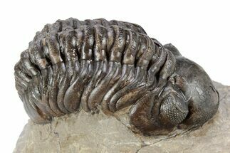 Detailed Reedops Trilobite - Atchana, Morocco #341180
