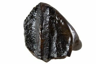 Fossil Dinosaur (Triceratops) Tooth Crown - Montana #341142