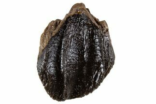 Unworn Fossil Dinosaur (Triceratops) Tooth Crown - Montana #341144